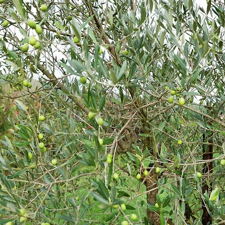 Stunning In Passignano With Pool * Пассиньяно-суль-Тразимено