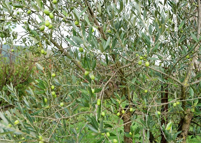 Stunning In Passignano With Pool * Passignano sul Trasimeno